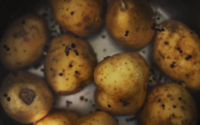 Jak gotować ziemniaki